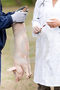 Piglet vaccination