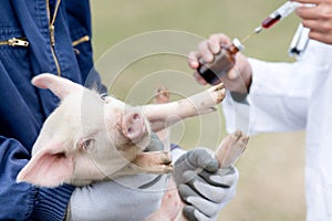 Piglet vaccination