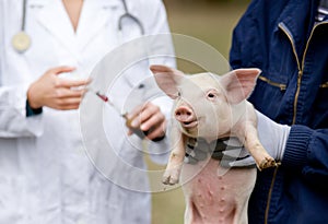 Piglet vaccination photo