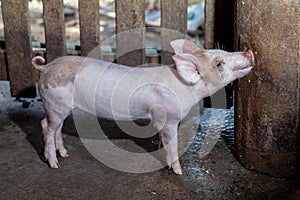 The piglet was sucking water from the tap in the coop