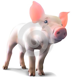 Piglet on White Background