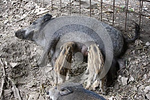 Piglet wild boar with mother photo