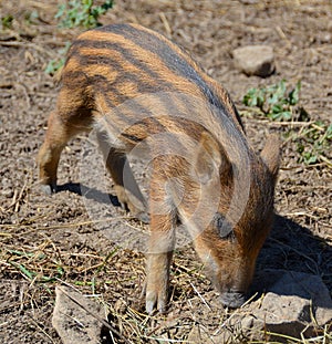 Piglet  wild boar Sus scrofa, also known as the `wild swine`,common wild pig`