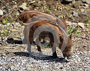 Piglet  wild boar Sus scrofa, also known as the `wild swine`,common wild pig`