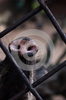 Piglet Wild pigs - peccary