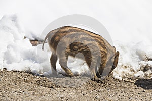 A piglet in a winter scene