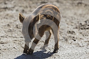 A piglet in a winter scene