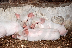 Piglets