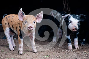 Piglets