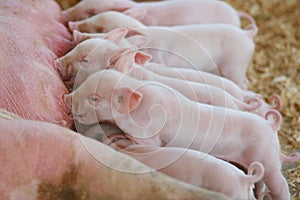 Piglets