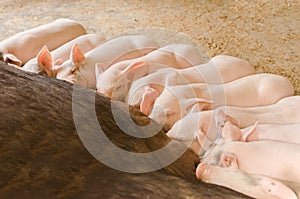 Piglets around in its mother