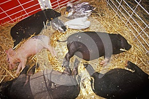 Piglets asleep in hay at petting zoo, Los Angeles County Fair, Pomona, CA