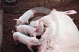 Piglets are competing for milk on rural organic farms. Agriculture, livestock