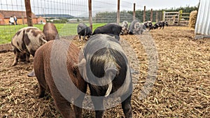 Piglets with curly tails foraging together for food