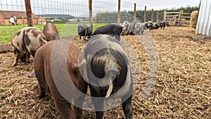 Piglets with curly tails foraging together for food photo