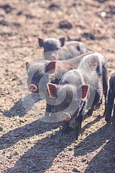 piglets are cute little. pigs for printing