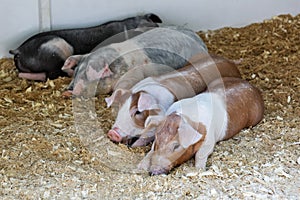 Piglets of different breeds