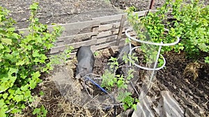 Piglets dig the ground near the bushes in the garden