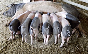 Piglets drinking from their mother