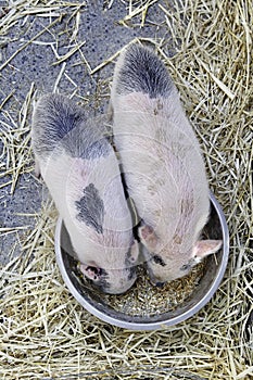 Piglets eating