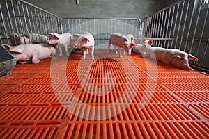 Piglets in the enclosure