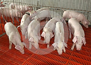 Piglets in the enclosure