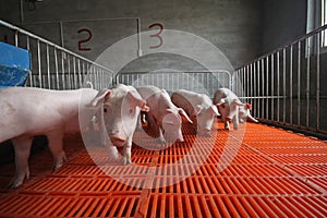 Piglets in the enclosure