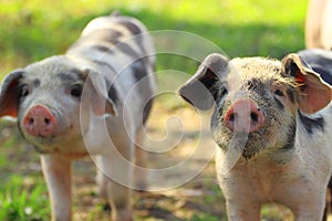 Piglets on farm