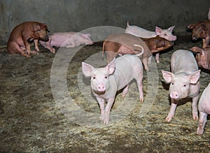 Piglets at farm