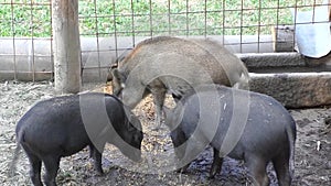 Piglets at a farm