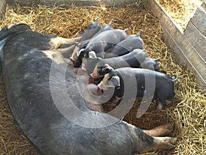 Piglets feeding