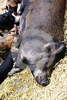 Piglets feeding on large pig