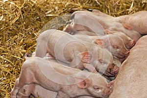 Piglets feeding from Mother Pig