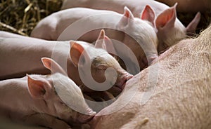 Piglets feeding from mother pig