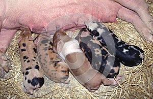 Piglets feeding on mum