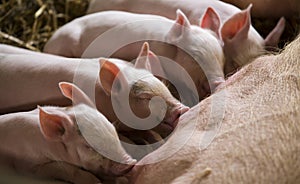 Piglets feeding from sow
