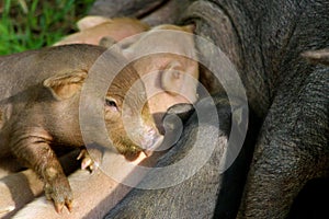 Piglets having a feed