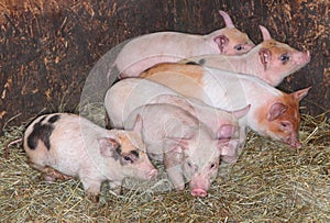 Piglets in hay / straw