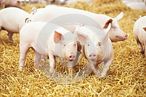 Piglets on hay and straw at pig breeding farm