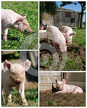 Piglets high resolution compilation