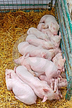 Piglets Keeping Warm Together