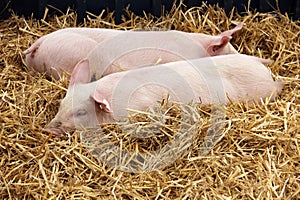 Piglets lying in the hay
