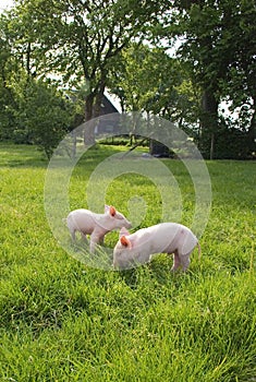 Piglets in Meadow