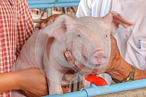 Piglets in modern domestic housing farm