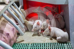 Piglets in modern enclosure in barn