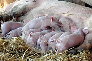 Piglets nursing