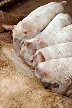 Piglets nursing