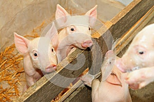 Piglets in pen