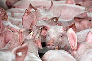 Piglets from a pig breeding farm