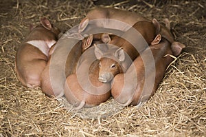 Piglets in a Pile
